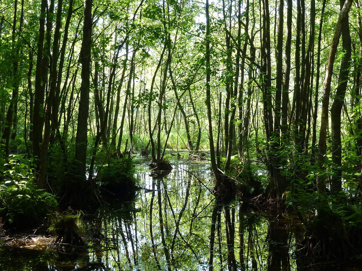 Moor in der Zerweliner Heide (brandenburgische Uckermark) © Albert Wotke / WWF