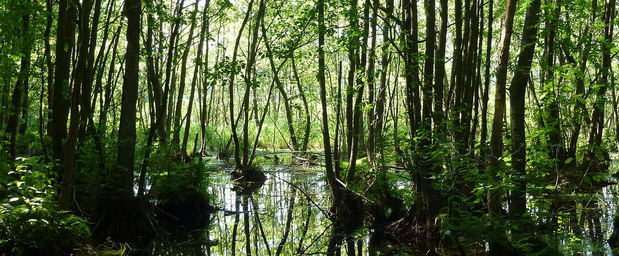 Moor in der Zerweliner Heide (brandenburgische Uckermark) © Albert Wotke / WWF