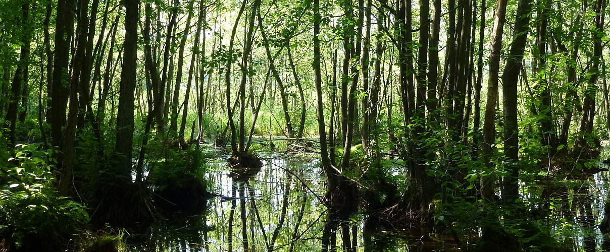 Moor in der Zerweliner Heide (brandenburgische Uckermark) © Albert Wotke / WWF