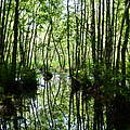 Moor in der Zerweliner Heide (brandenburgische Uckermark) © Albert Wotke / WWF