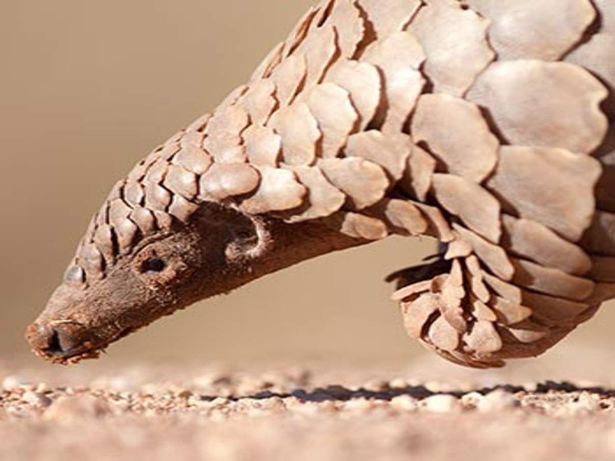 Pangolin © iStock / Getty Images