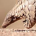 Pangolin © Thinkstock Photos