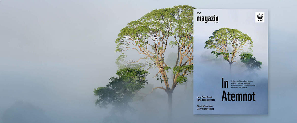 Cover des WWF Magazin 04/2020: Wälder © juniors @ wildlife / Minden-Pictures