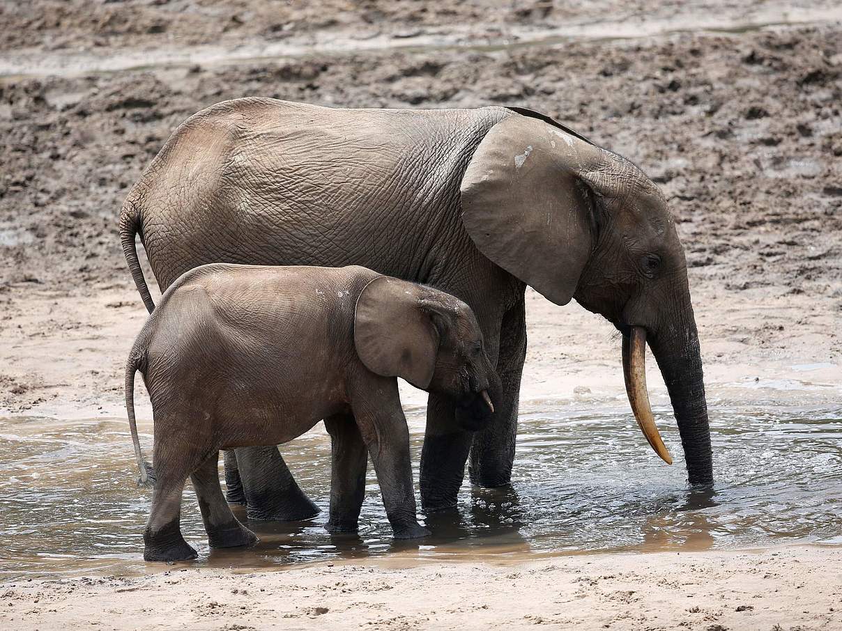 Die beiden Elefantenbrüder Rafael und Rafael im Mai 2022 © ELP for the Yang Center / WWF