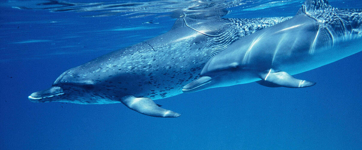 Zwei Schlankdelfine (Stenella attenuata), Bahamas