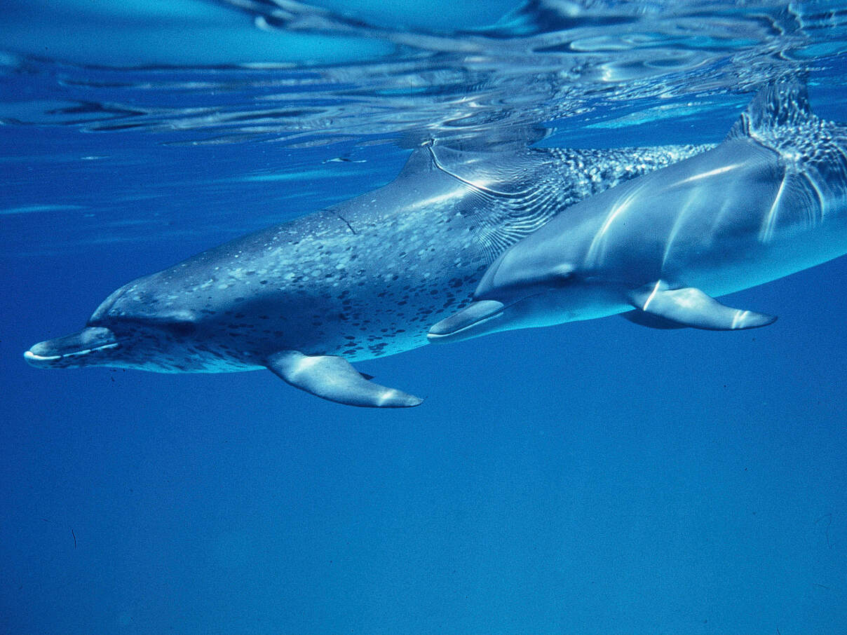 Zwei Schlankdelfine (Stenella attenuata), Bahamas