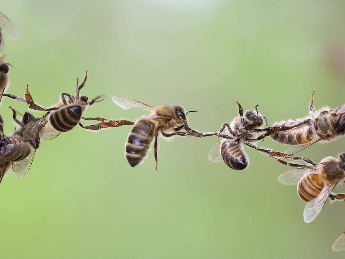 Bienen © iStock / Getty Images