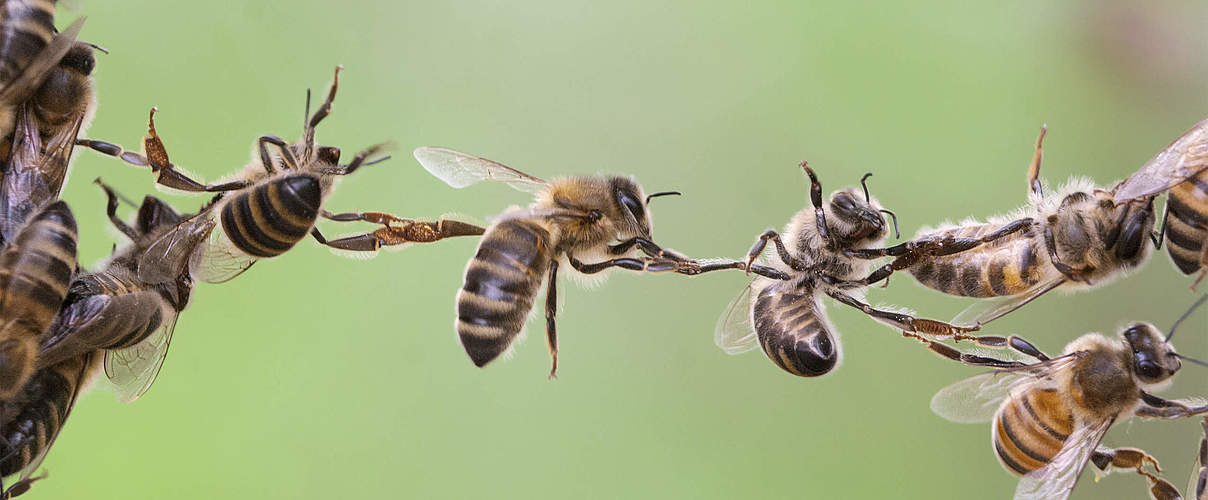 Bienen © iStock / Getty Images