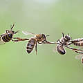 Bienen © iStock / Getty Images