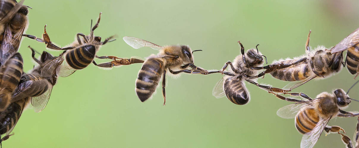 Bienen © iStock / Getty Images