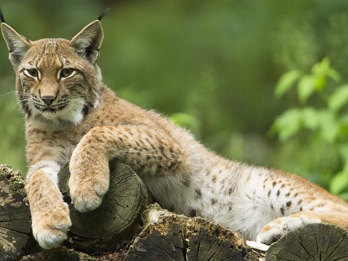 Eurasischer Luchs © Ralph Frank / WWF