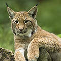 Eurasischer Luchs © Ralph Frank / WWF