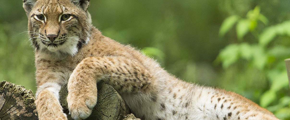 Eurasischer Luchs © Ralph Frank / WWF