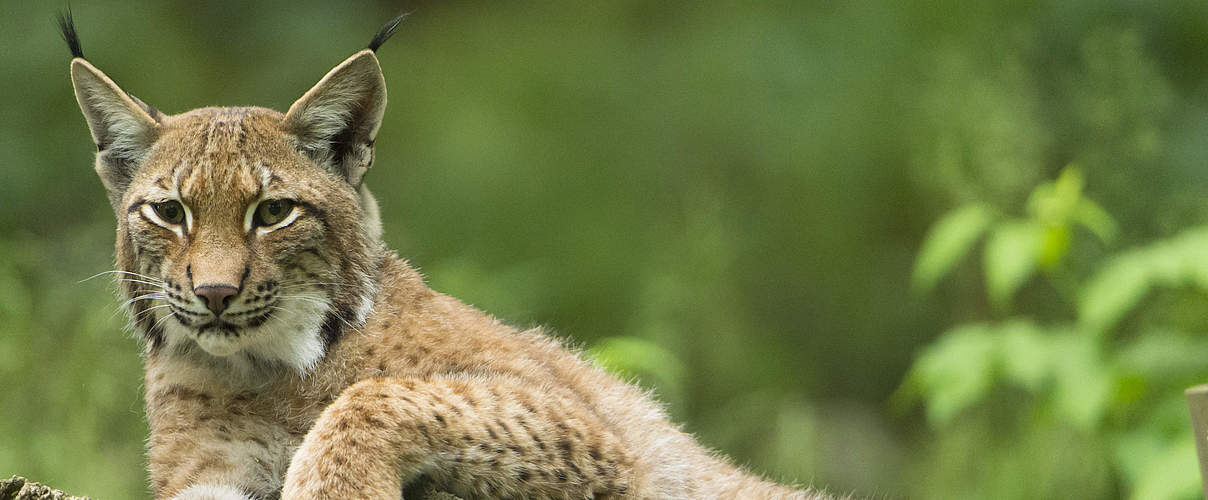 Eurasischer Luchs © Ralph Frank / WWF