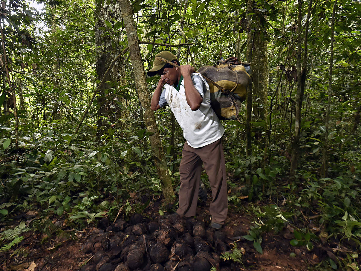 Paranuss Ernte im Wald © Adriano Gambarini / WWF Living Amazon Initiative