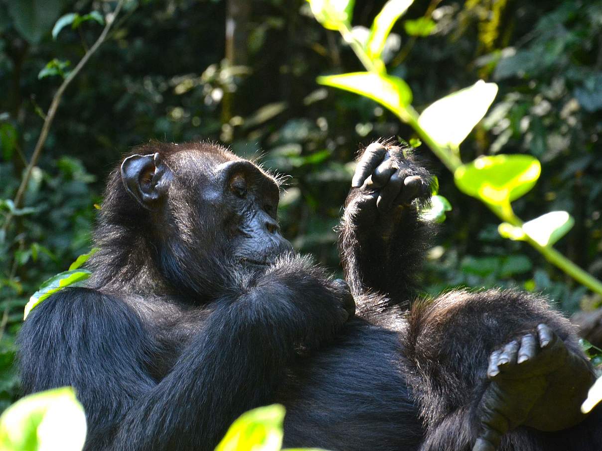 Schimpanse liegt auf dem Rücken © Cliff Foltz