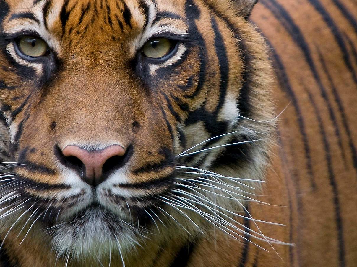 Sumatra-Tiger © naturepl.com / Edwin Giesbers / WWF