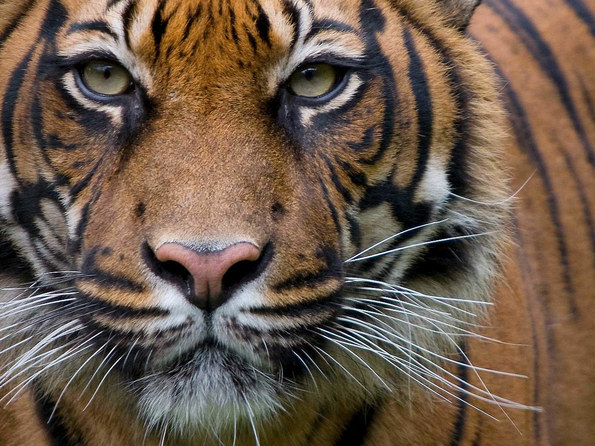 Sumatra-Tiger © naturepl.com / Edwin Giesbers / WWF