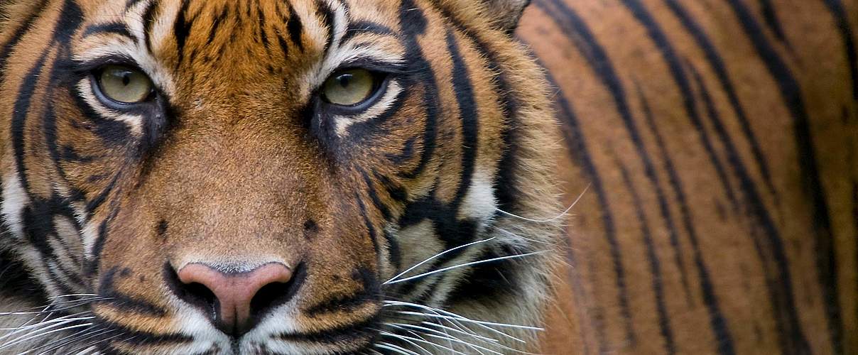 Sumatra-Tiger © naturepl.com / Edwin Giesbers / WWF