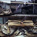 Tigerfelle © Adam Oswell / WWF
