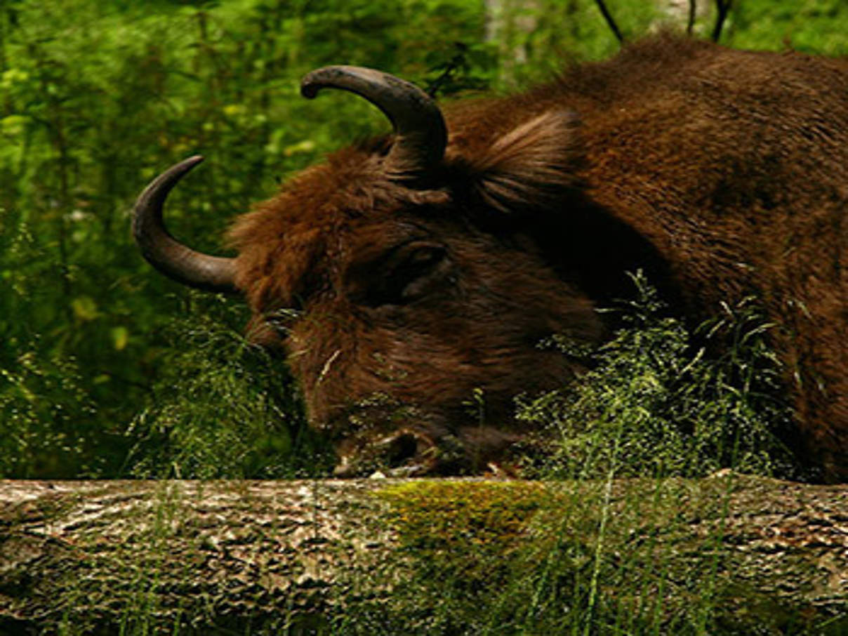 Wisent (Bison bonasus) © Elena Smirnova / WWF-Russia