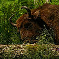 Wisent (Bison bonasus) © Elena Smirnova / WWF-Russia