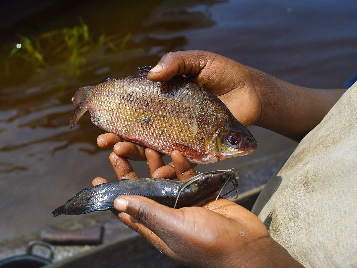 Der Fischer begutachtet seinen Fang © WWF DRC