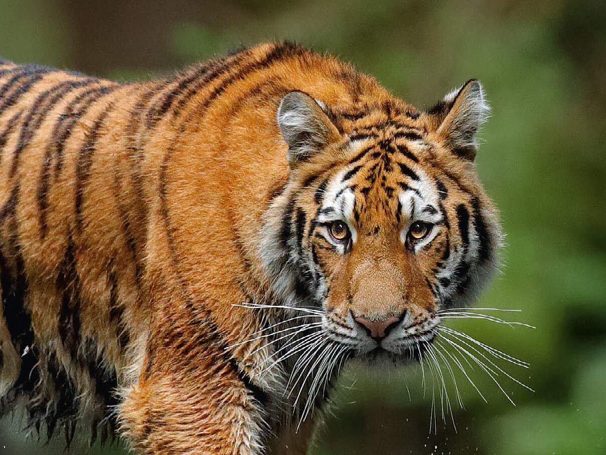 Geschenkurkunde "Tiger" © WWF
