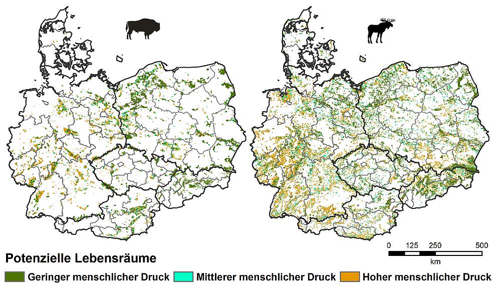 Wie Viele Elche Gibt Es In Deutschland www.wwf.de