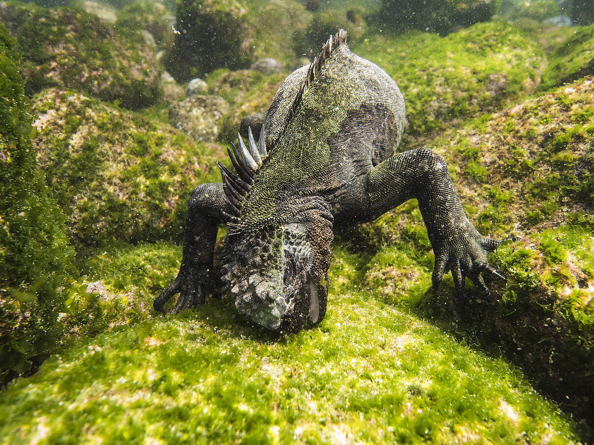 Meerechse vor Galápagos bei der Ernte © naturepl.com / Roy Mangersnes / WWF