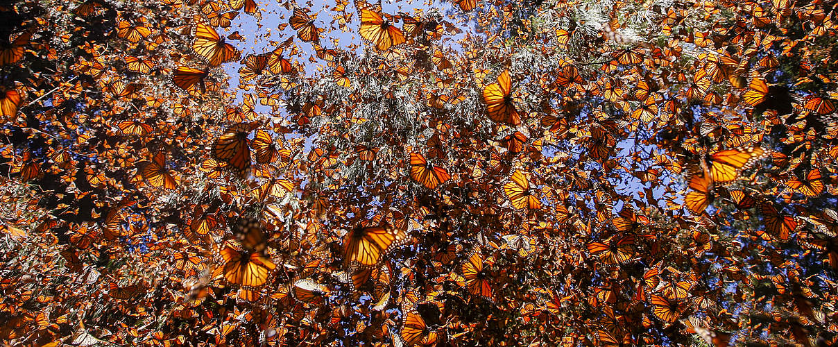 Monarchfalter © naturepl.com / Sylvain Cordier / WWF