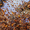Monarchfalter © naturepl.com / Sylvain Cordier / WWF