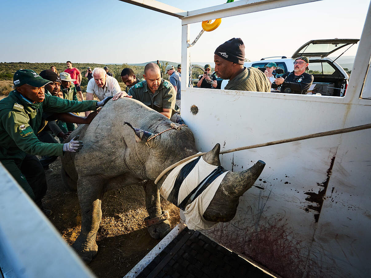 Umsiedelung von Nashorn 