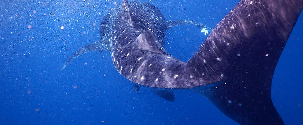 Walhai schwimmt in der Nähe von Mexiko © Sherry Magno