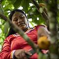 Besonders nachhaltig sind Kakaofrüchte aus sogenannten Chakras © Gabriel Vanerio / WWF Ecuador 