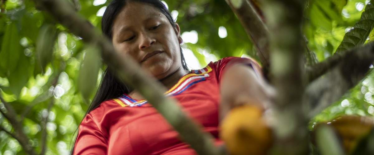 Besonders nachhaltig sind Kakaofrüchte aus sogenannten Chakras © Gabriel Vanerio / WWF Ecuador 