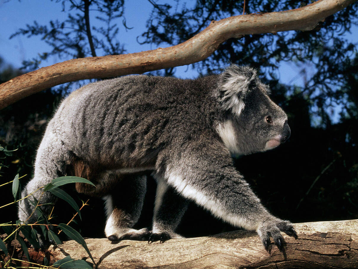 Koala auf Eukalyptusbaum 