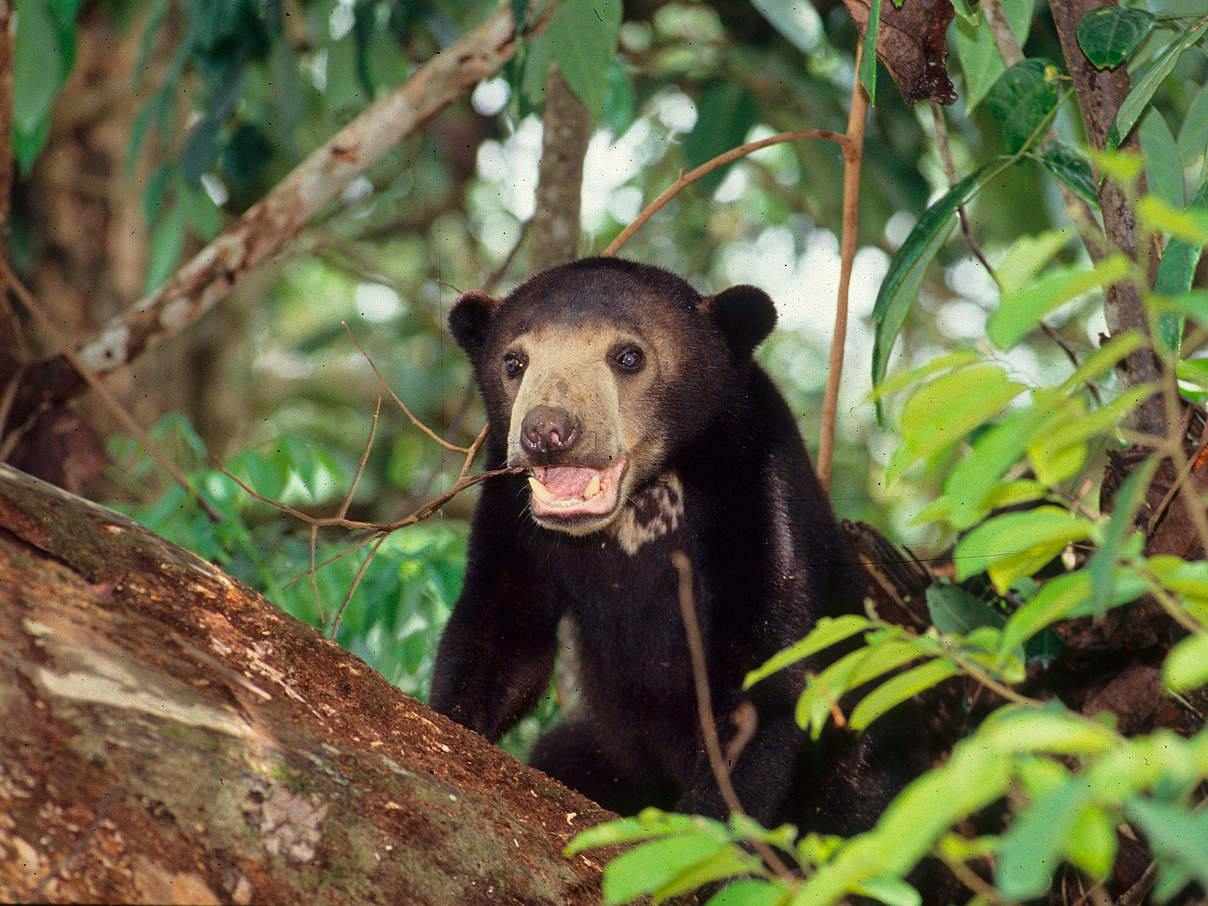 Junger Malaienbär © Alain Compost / WWF 