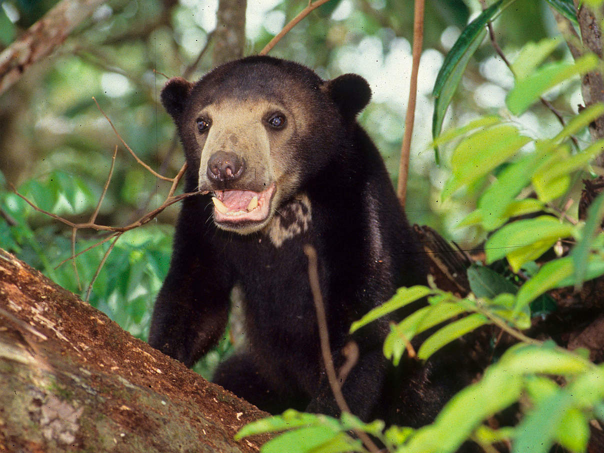 Junger Malaienbär © Alain Compost / WWF 