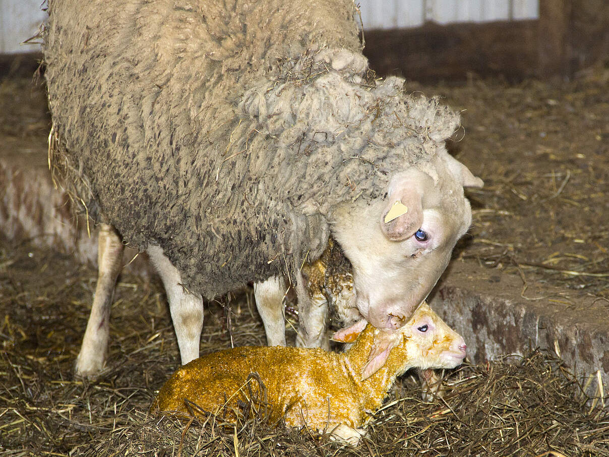 Mutterschaf mit neugeborenem Lamm 