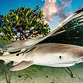 Junger Zitronenhai (Negaprion brevirostris) in den Mangroven Bahamas © Shane Gross / Nature Picture Library