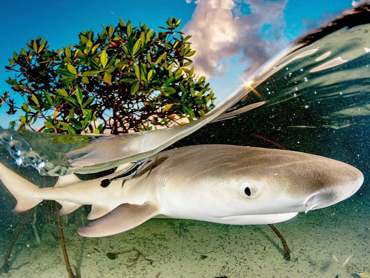 Junger Zitronenhai (Negaprion brevirostris) in den Mangroven Bahamas © Shane Gross / Nature Picture Library