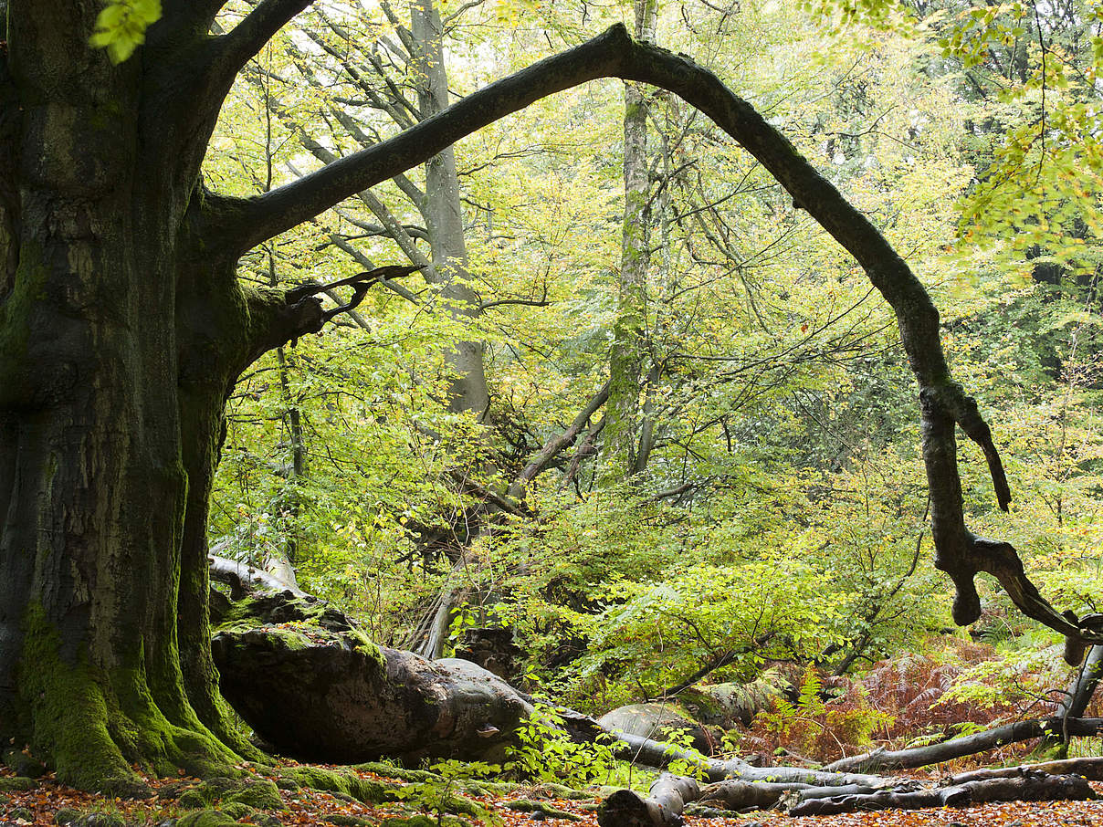 Wald in Hessen © Ralph Frank / WWF