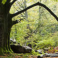 Wald in Hessen © Ralph Frank / WWF