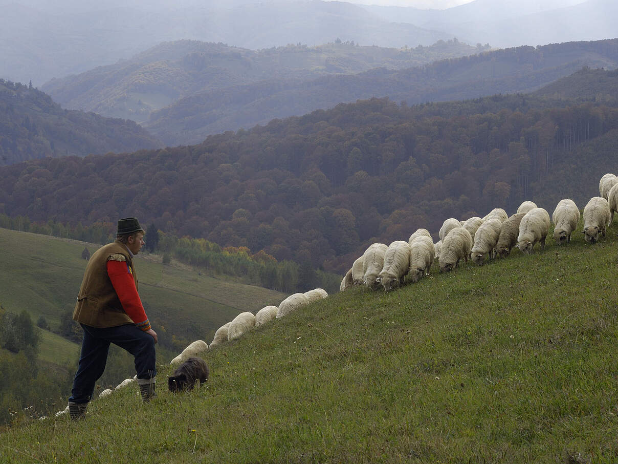 Wanderschäfer mit Schafen in Rumänien