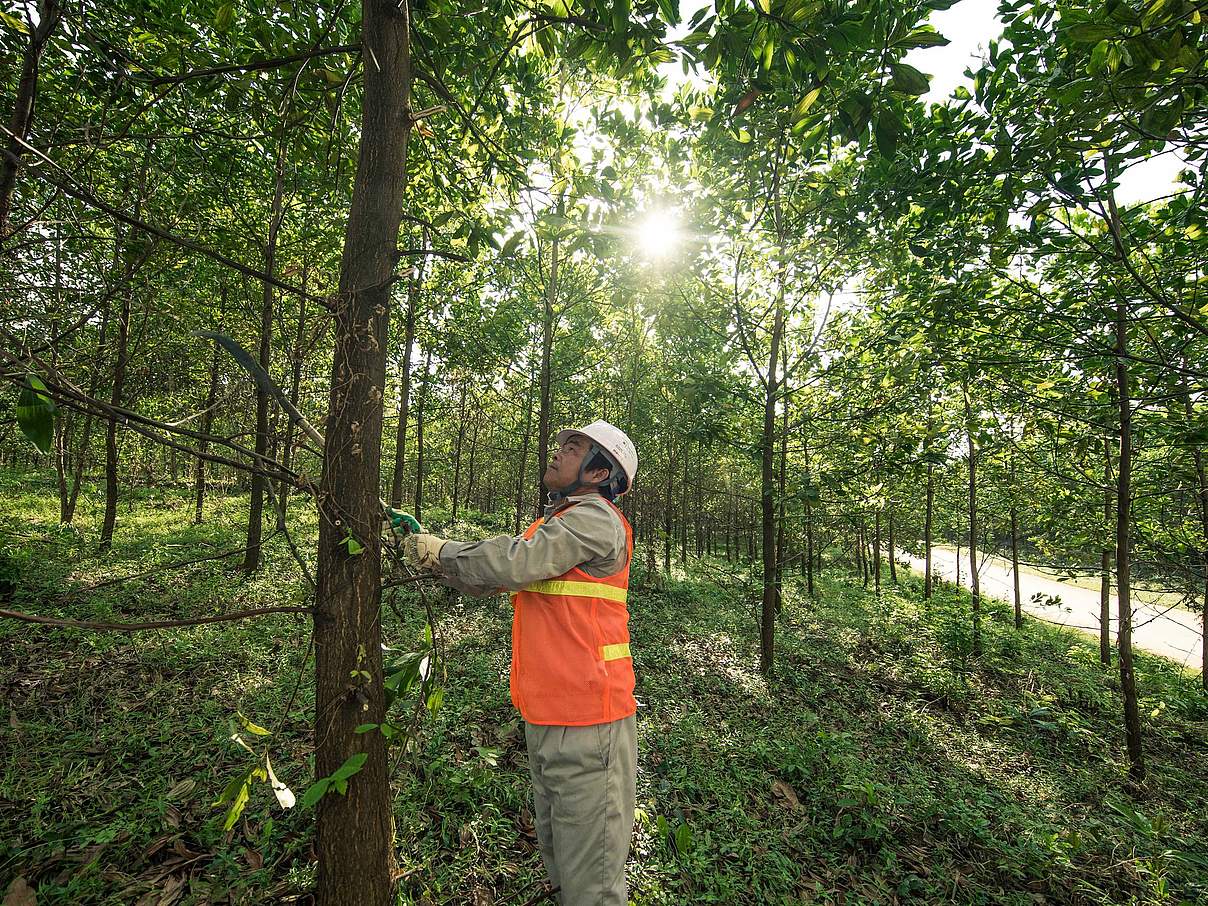 Arbeiter in FSC zertifizierter Akazien Plantage © James Morgan / WWF