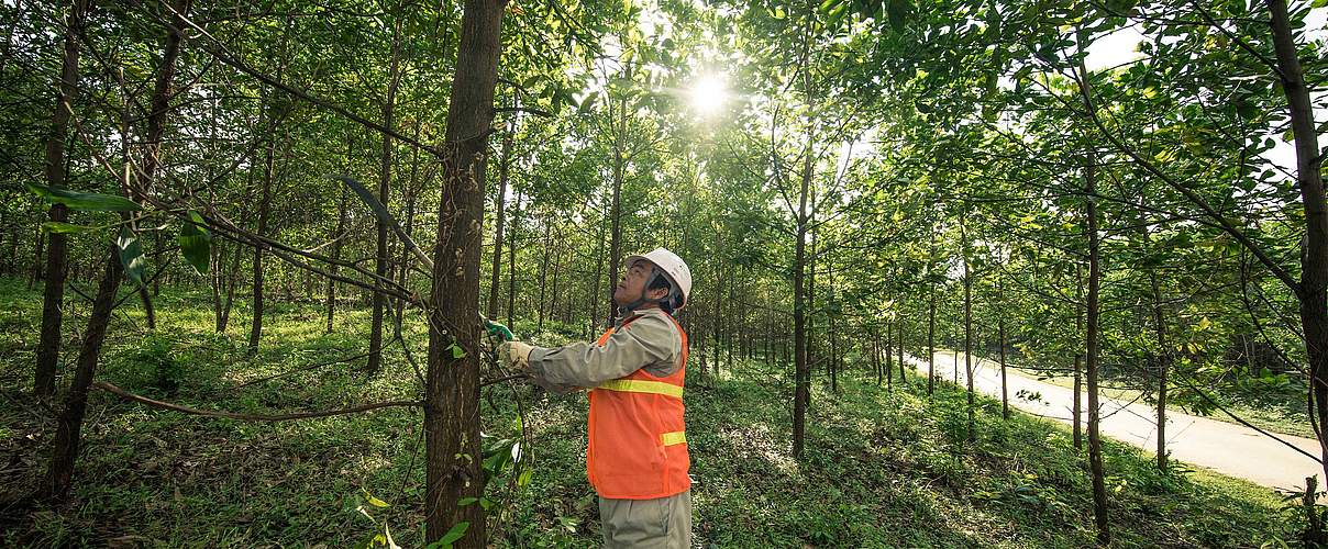 Arbeiter in FSC zertifizierter Akazien Plantage © James Morgan / WWF