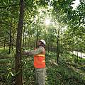 Arbeiter in FSC zertifizierter Akazien Plantage © James Morgan / WWF