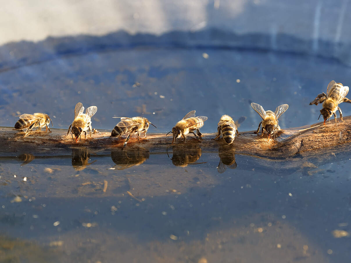Bienen trinken gemeinsam 