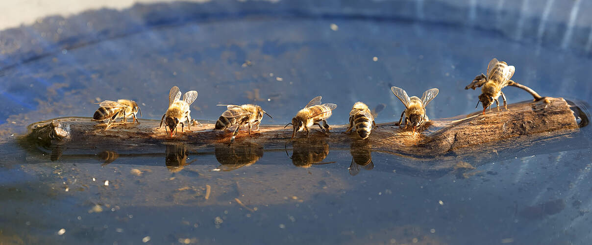 Bienen trinken gemeinsam 